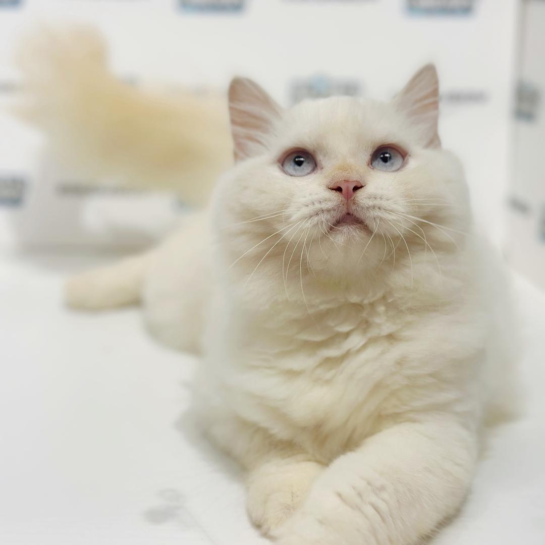 Himalayan Persian Kitten