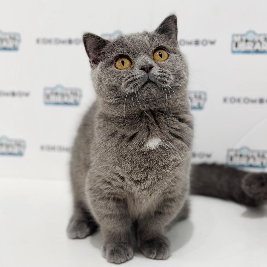 Short Leg Munchkin British Shorthair Kitten