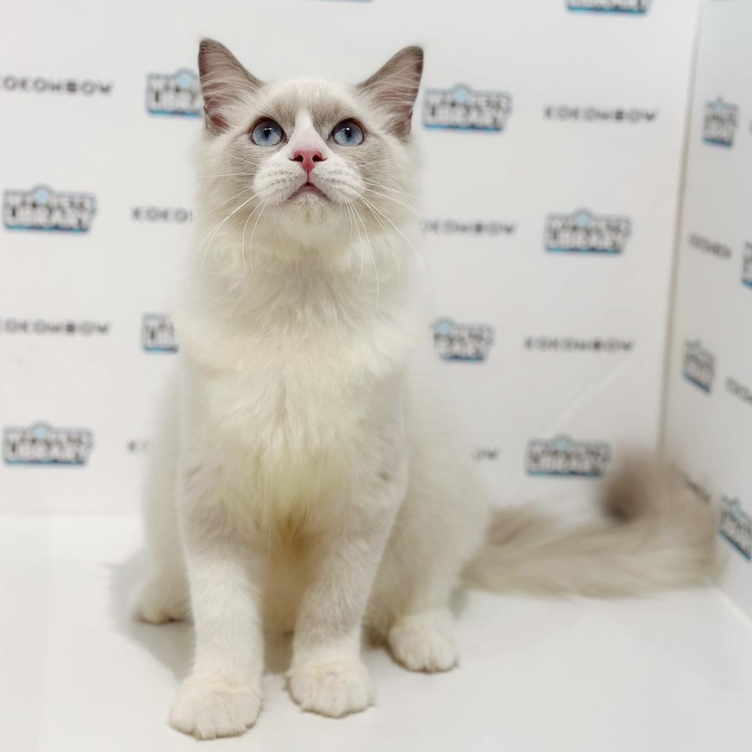 Ragdoll Kitten