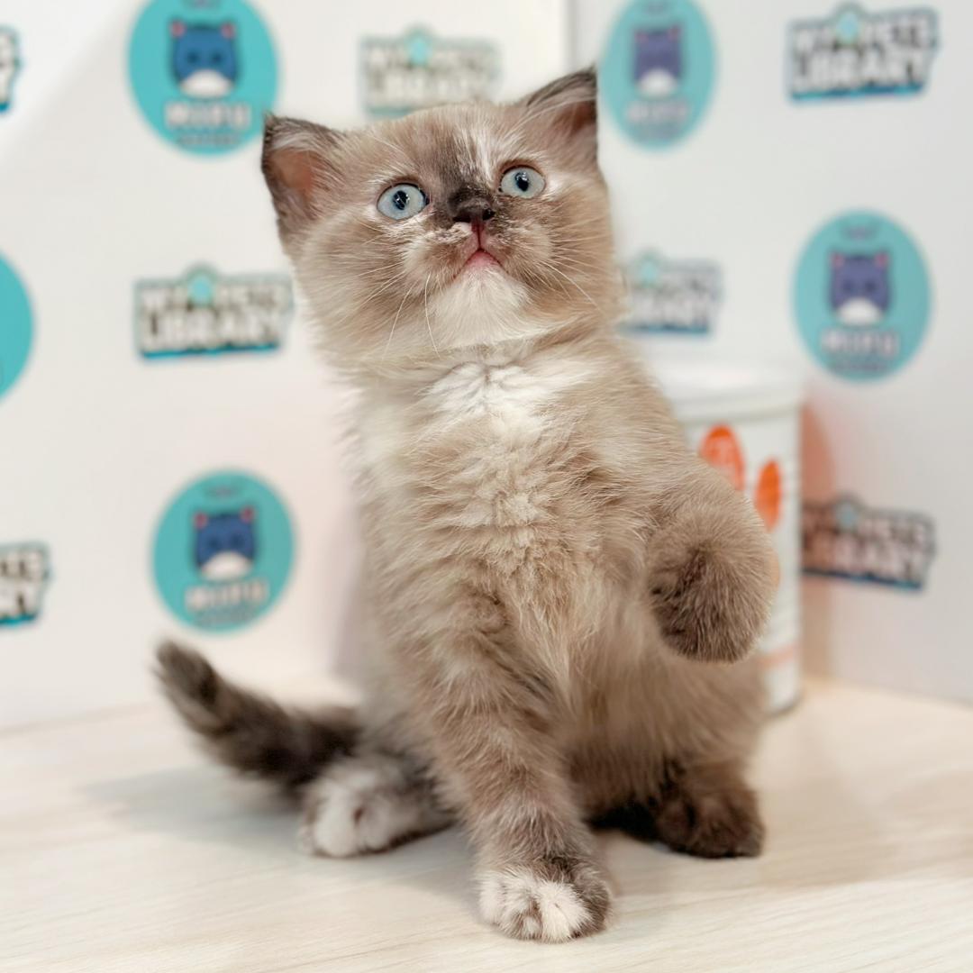 Scottishfold Kitten
