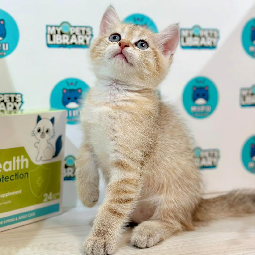 British Shorthair Kitten
