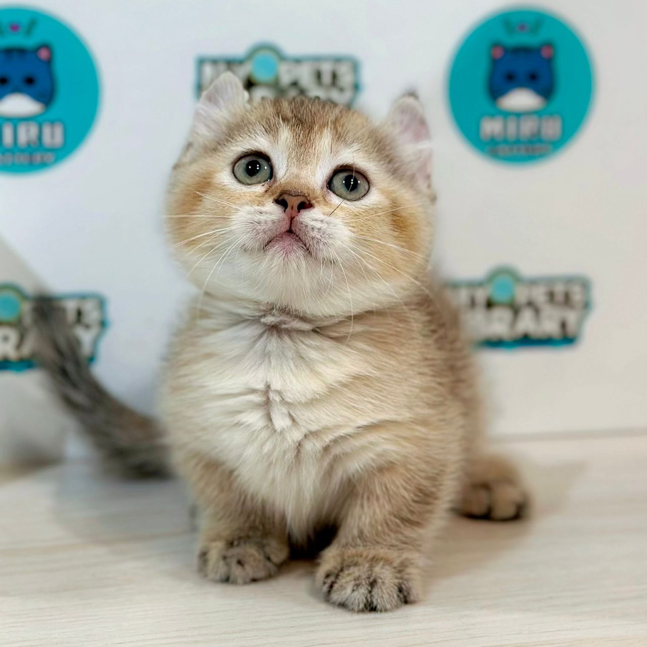 Super Short Munchkin Kinkalow Kitten