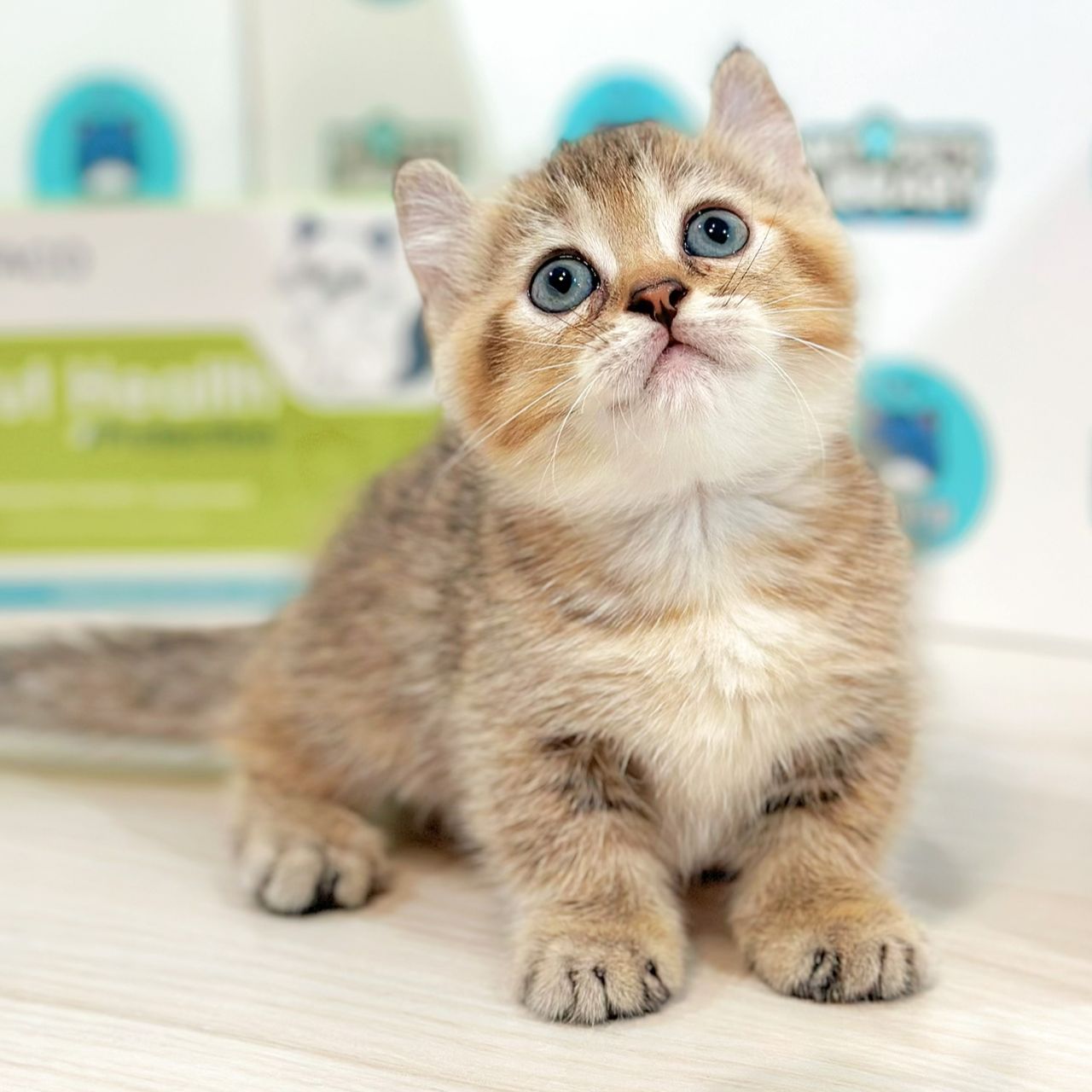 Super Short Munchkin Kinkalow Kitten