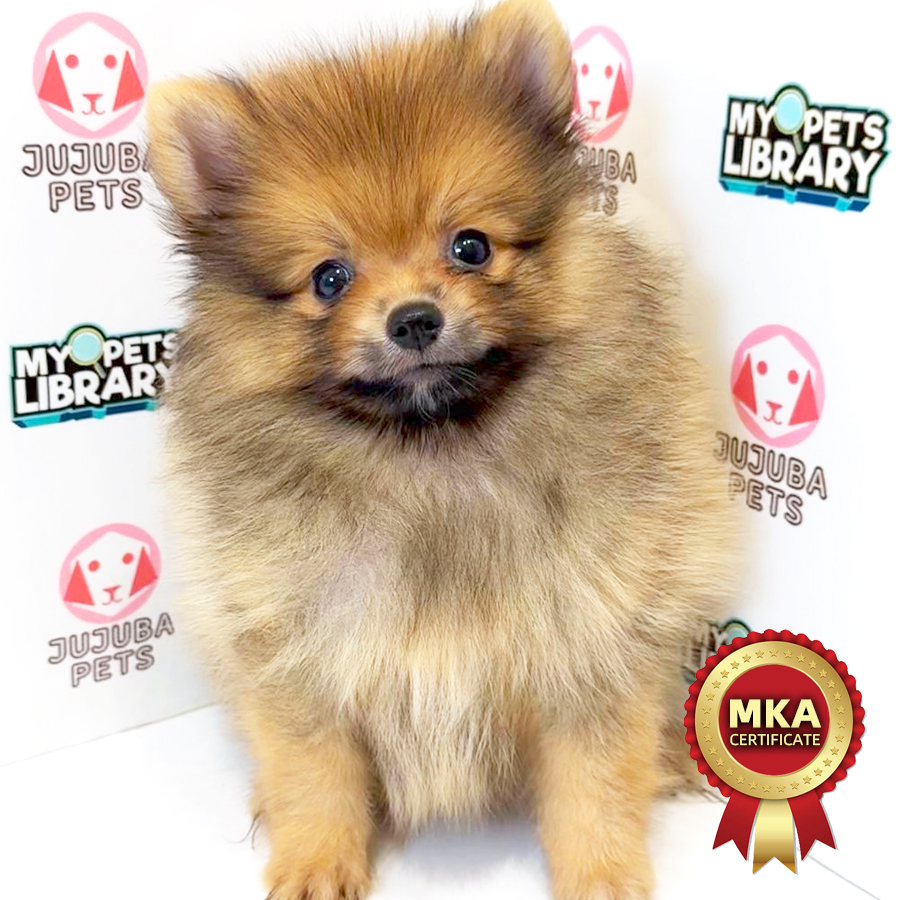 MKA Pomeranian Puppy