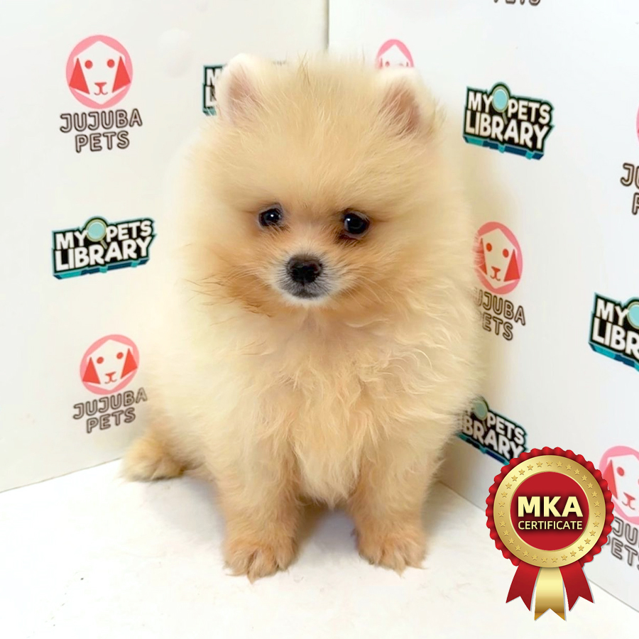 MKA Pomeranian Puppy
