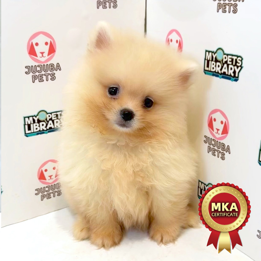 MKA Pomeranian Puppy
