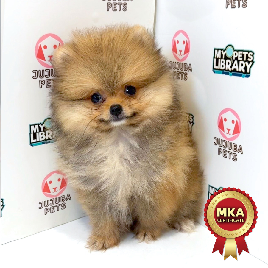 MKA Pomeranian Puppy