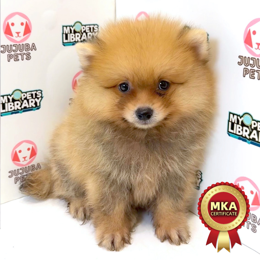 MKA Pomeranian Puppy