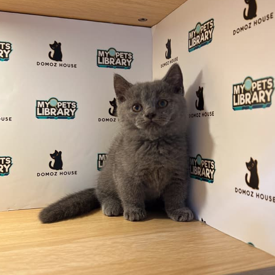 Munchkin Kitten
