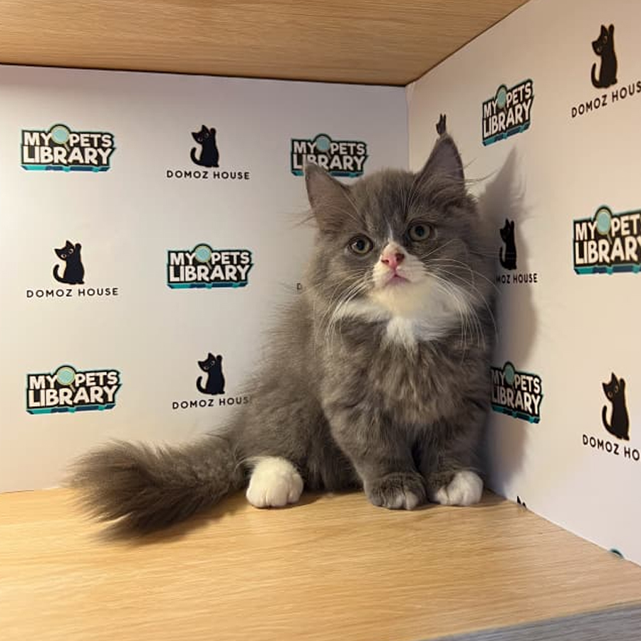 Minuet Napoleon Kitten