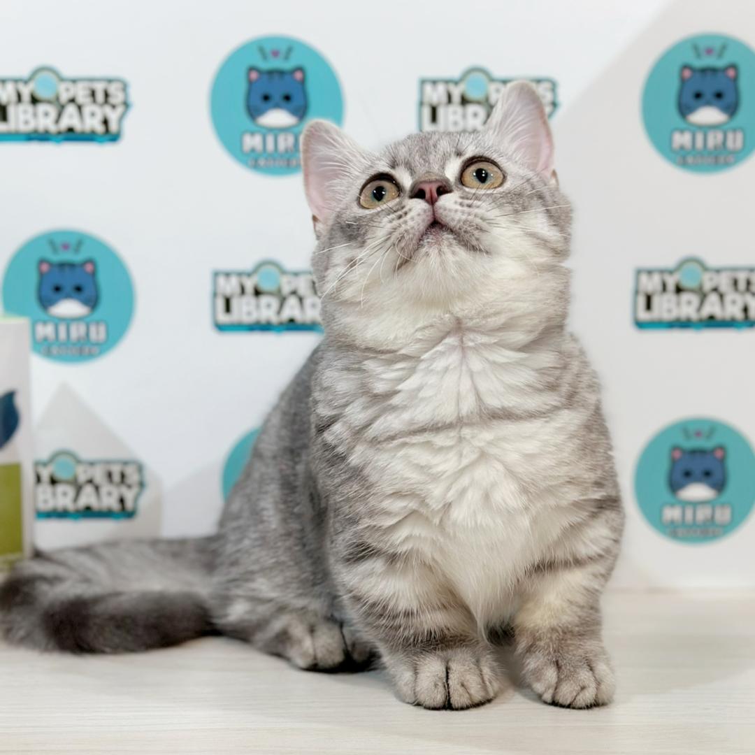 Super Short Munchkin British Shorthair Kitten