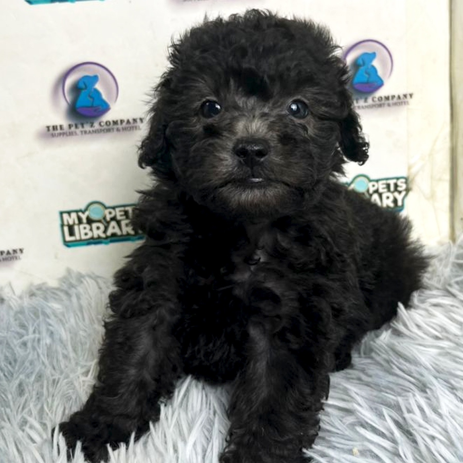 Poodle Puppy