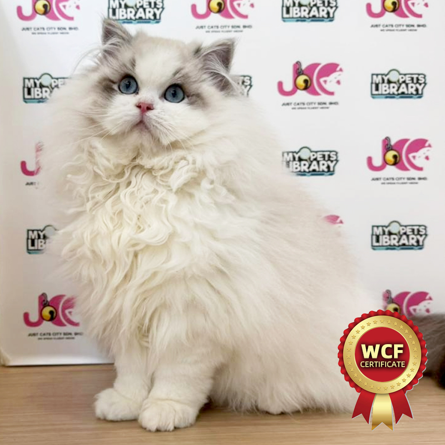 WCF Ragdoll Kitten