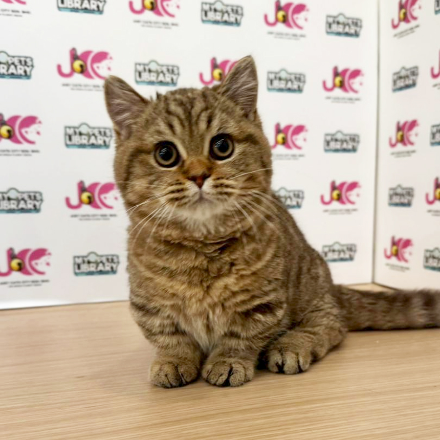Munchkin Kitten