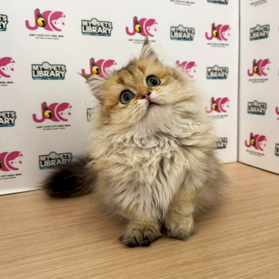 Minuet Napoleon Kitten