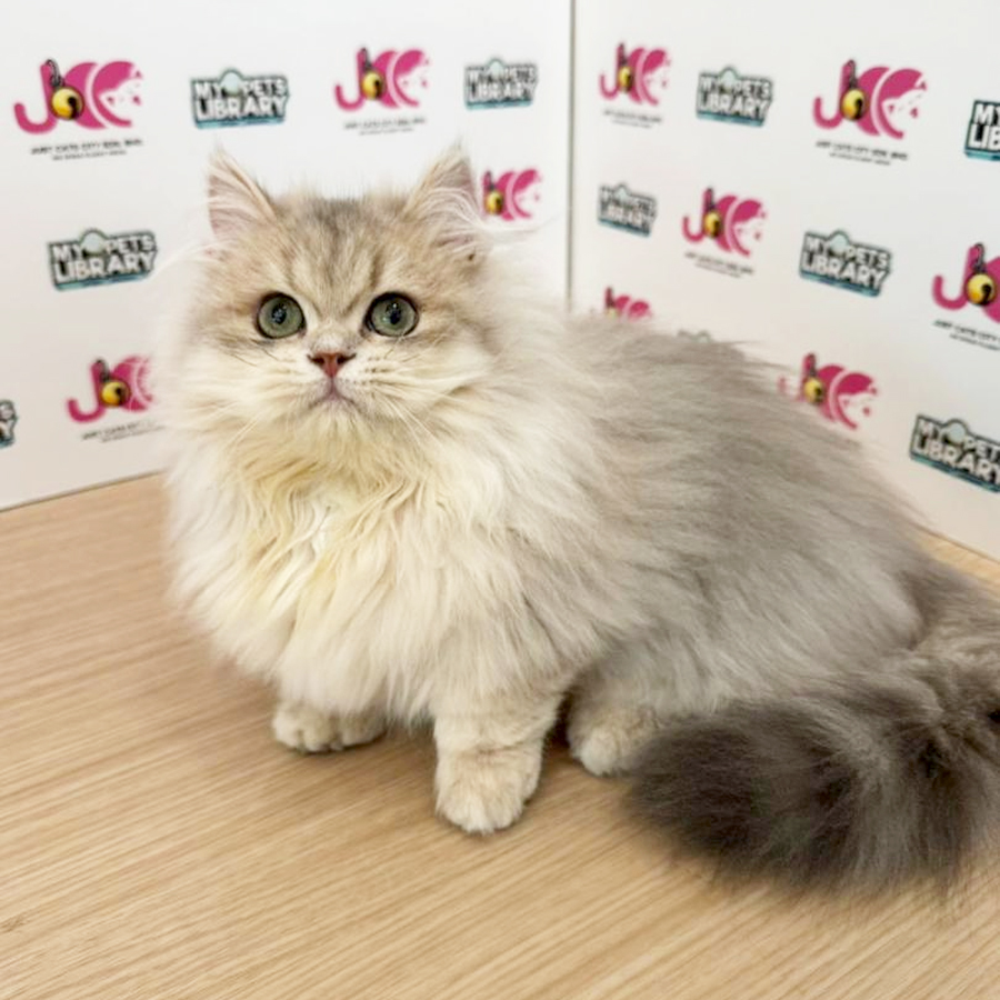 Minuet Napoleon Kitten
