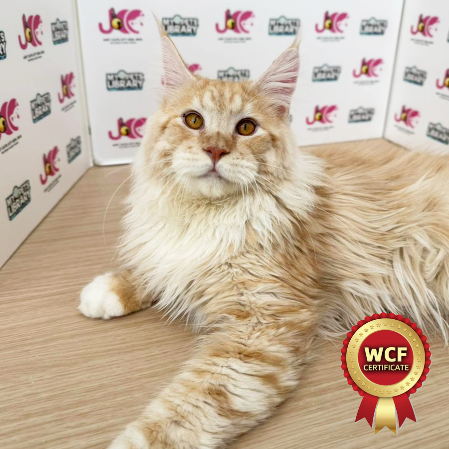 WCF Maine Coon Kitten