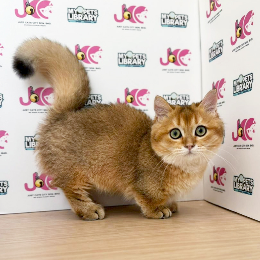 Munchkin Kitten