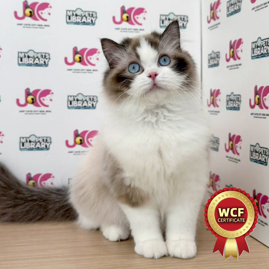 WCF Ragdoll Kitten