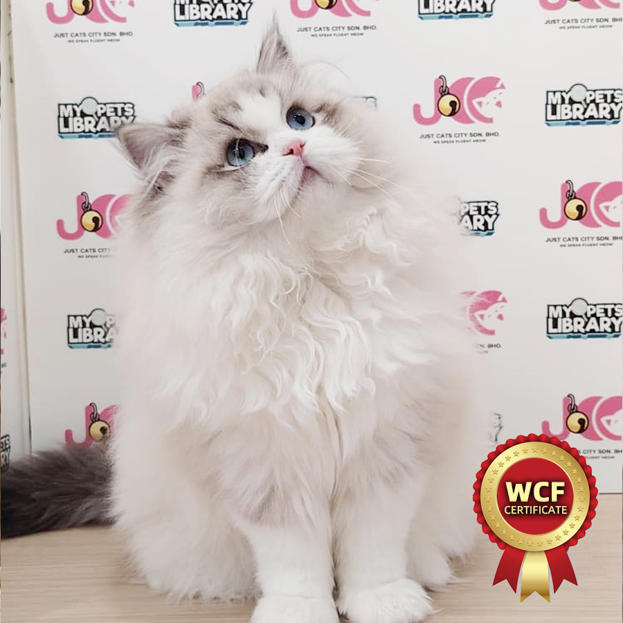 WCF Ragdoll Kitten