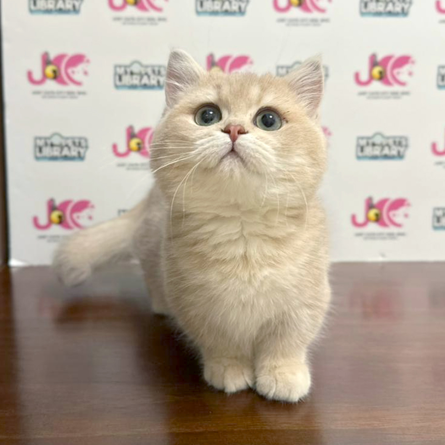 Munchkin Kitten
