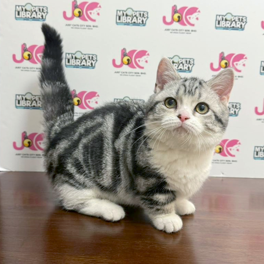 Munchkin Kitten
