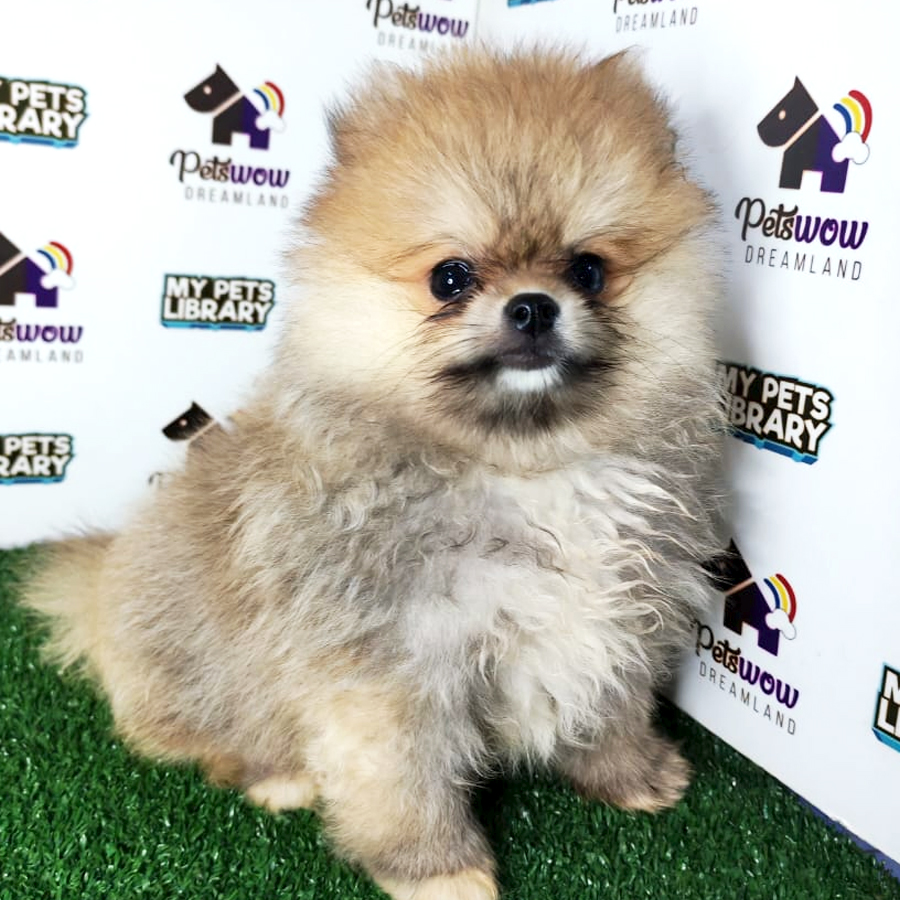 Pomeranian Puppy