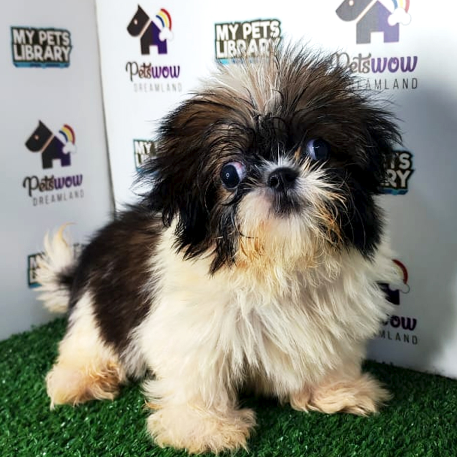 Shih Tzu Puppy