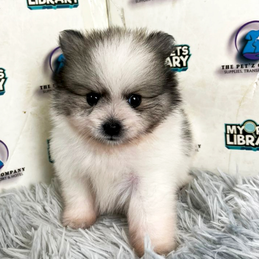 Pomeranian Puppy