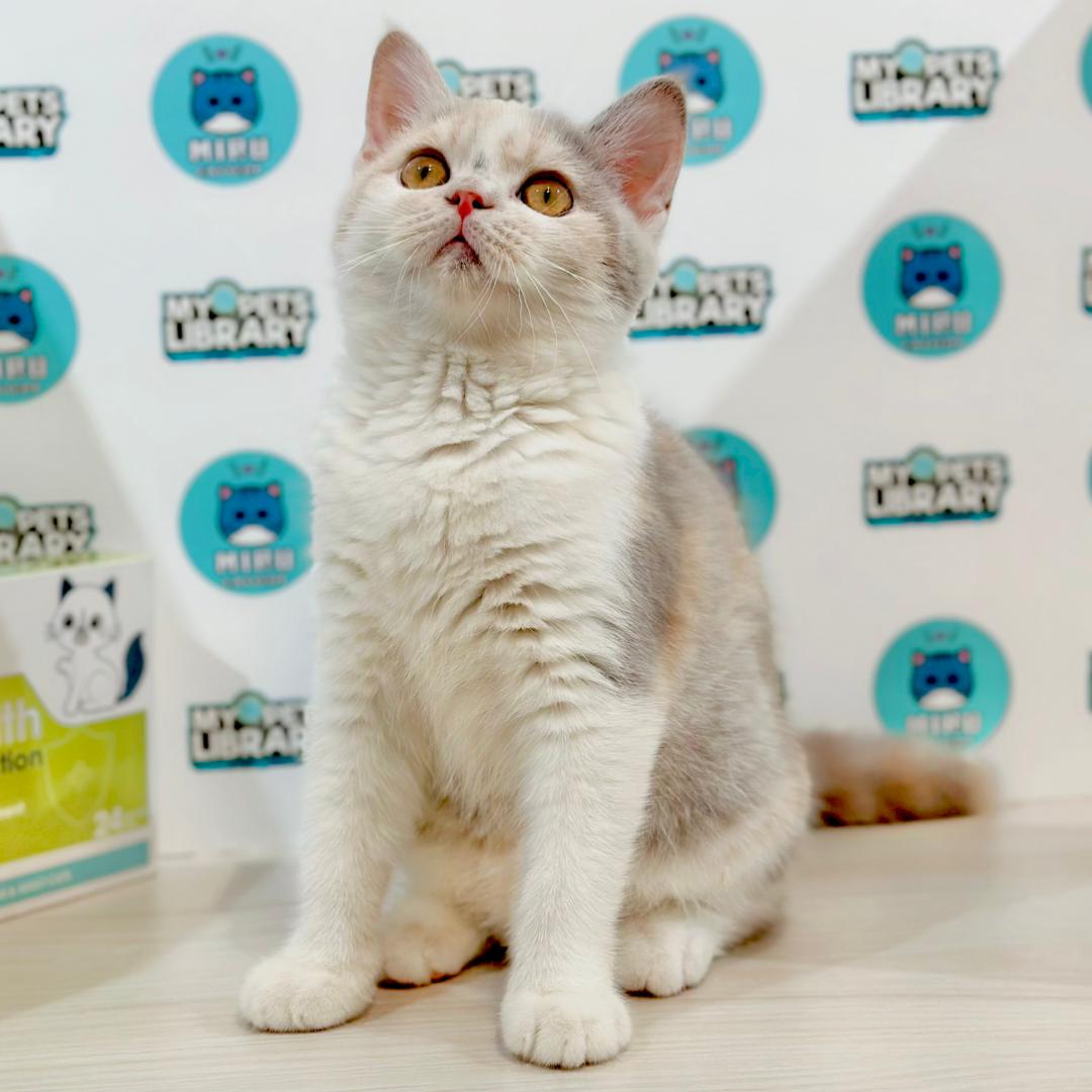 British Shorthair Kitten