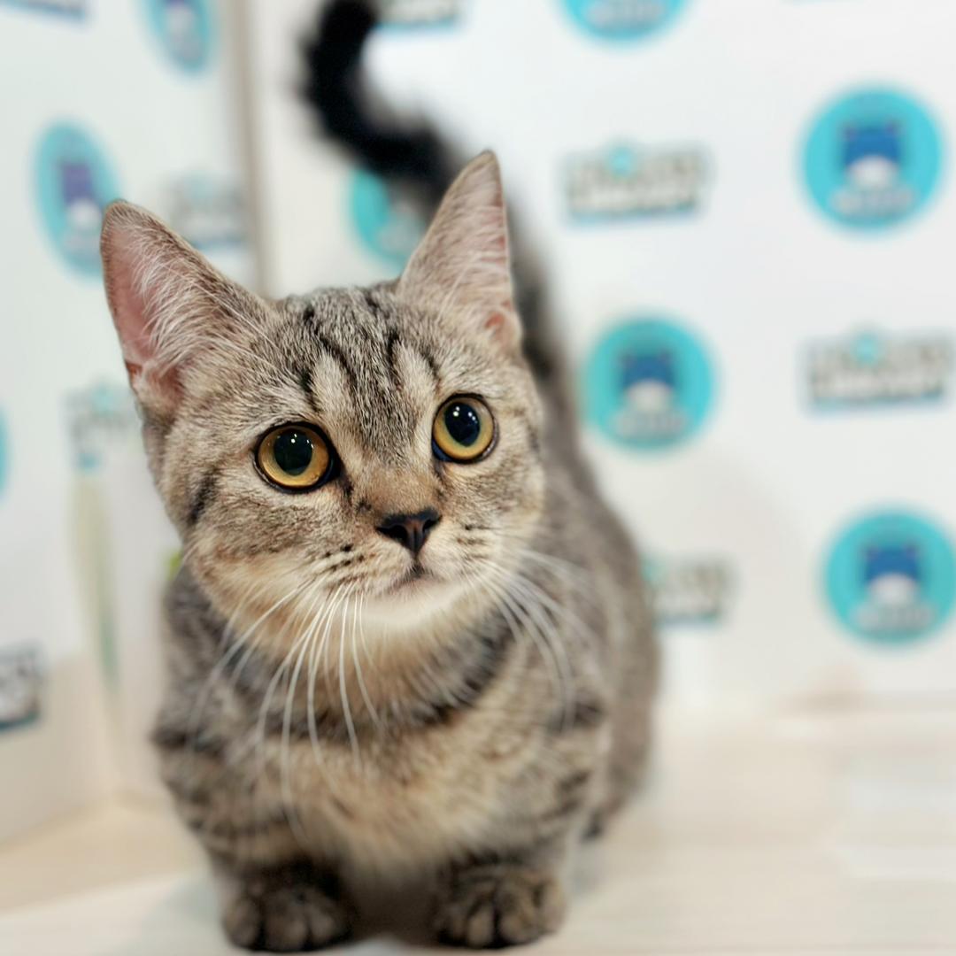 Super Short Munchkin British Shorthair Kitten