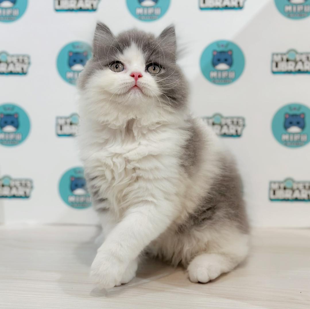British Longhair Kitten