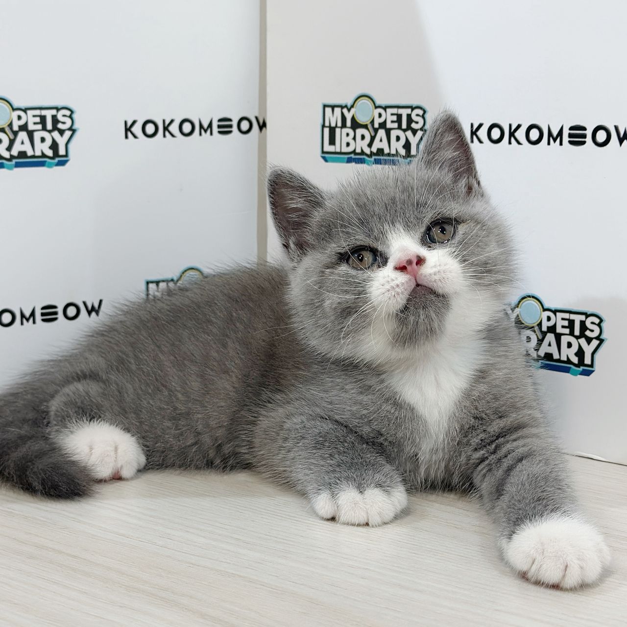 British Shorthair Kitten