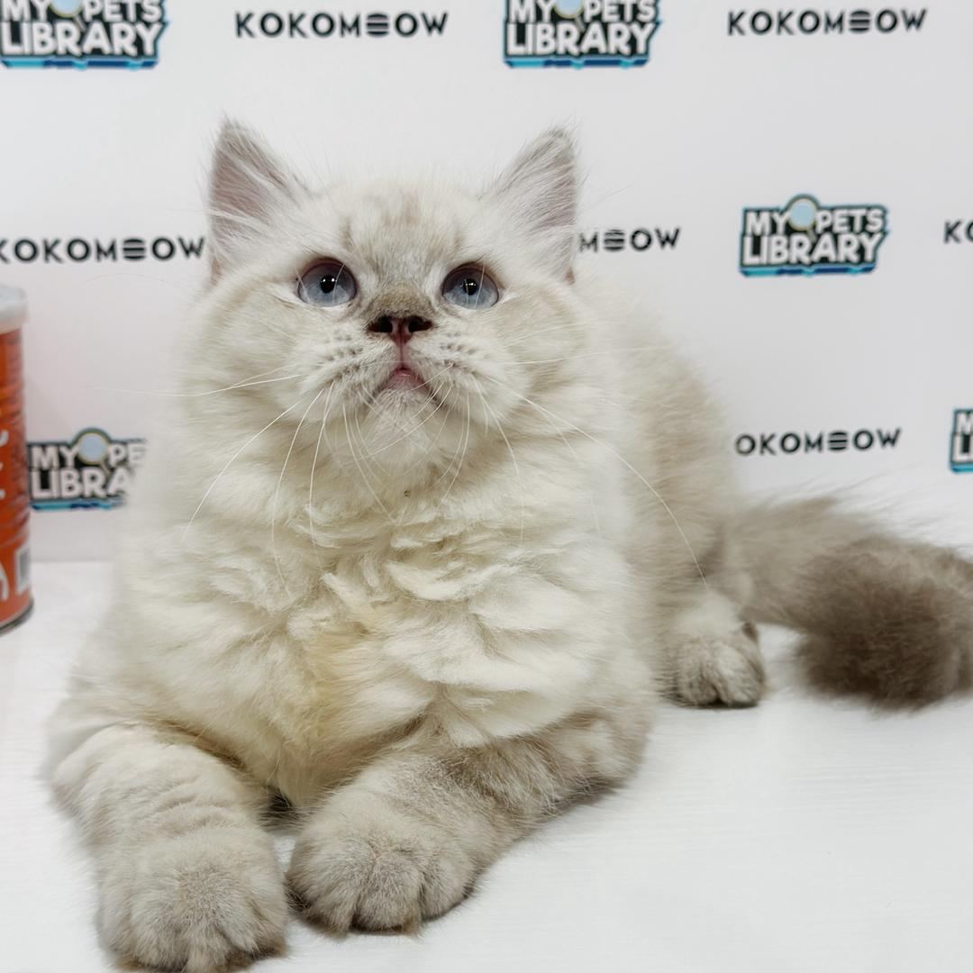Himalayan Persian Kitten