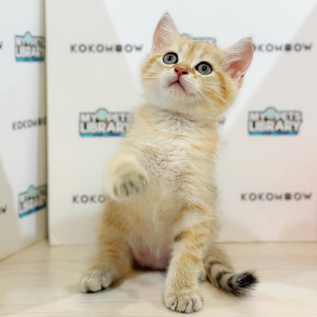 British Shorthair Kitten
