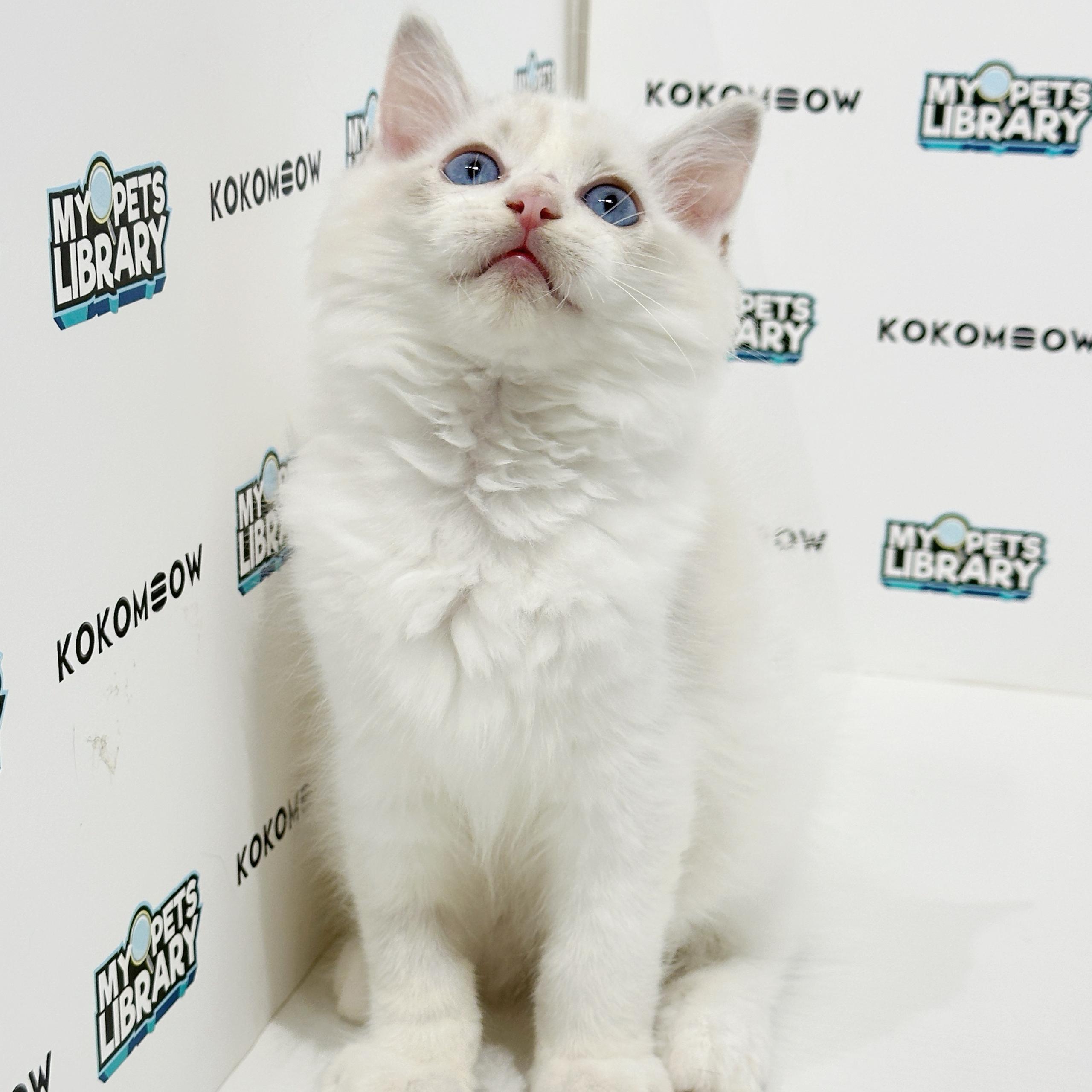 Ragdoll Kitten