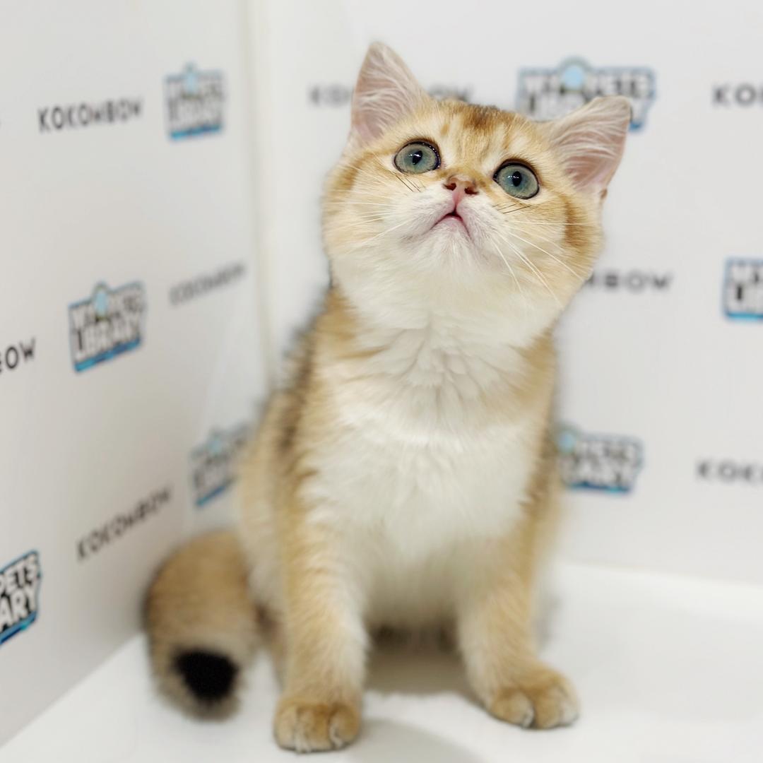 British Shorthair Kitten