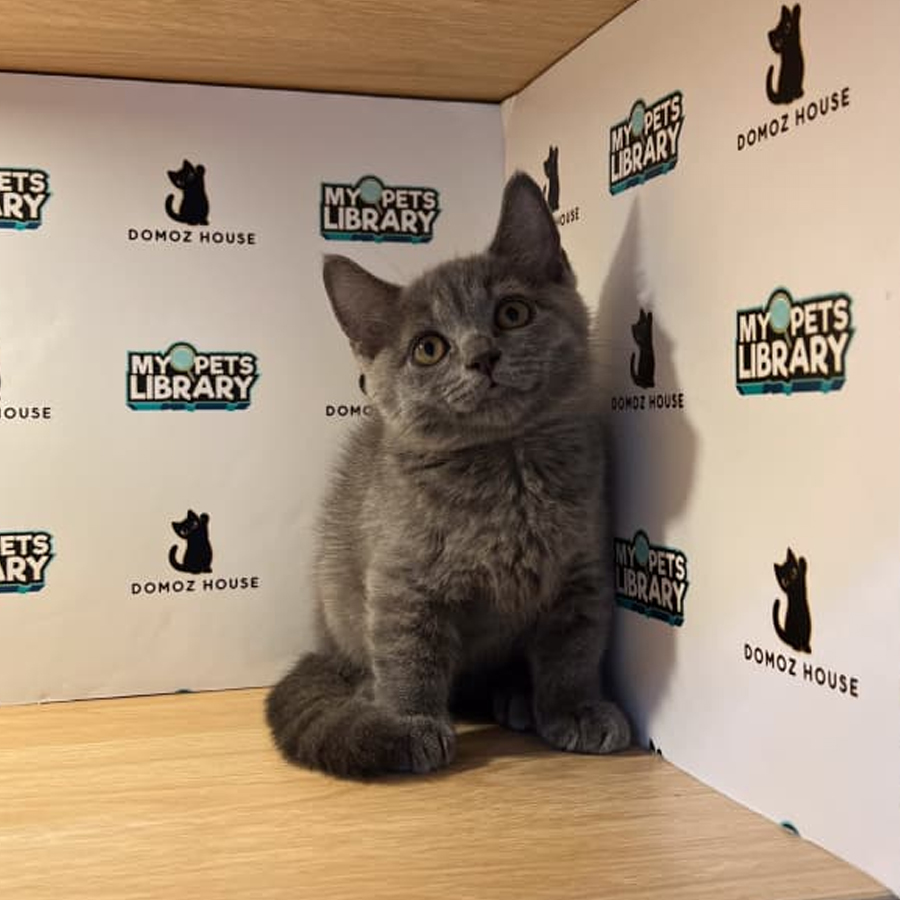 Munchkin Kitten