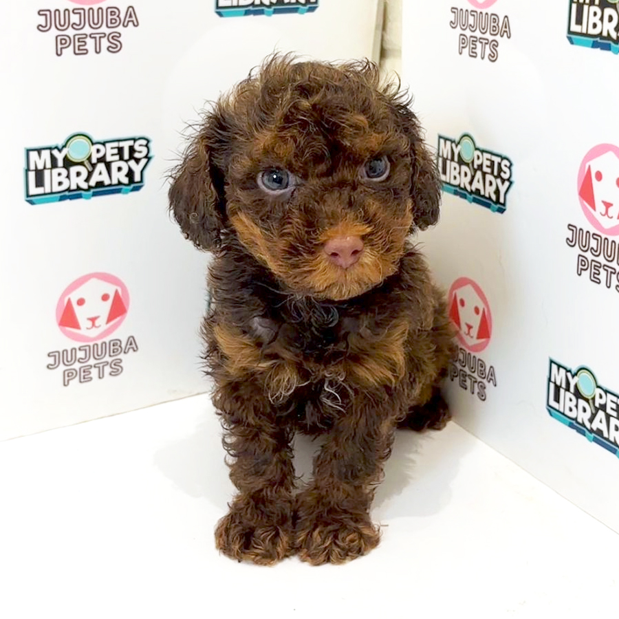 Maltipoo Puppy