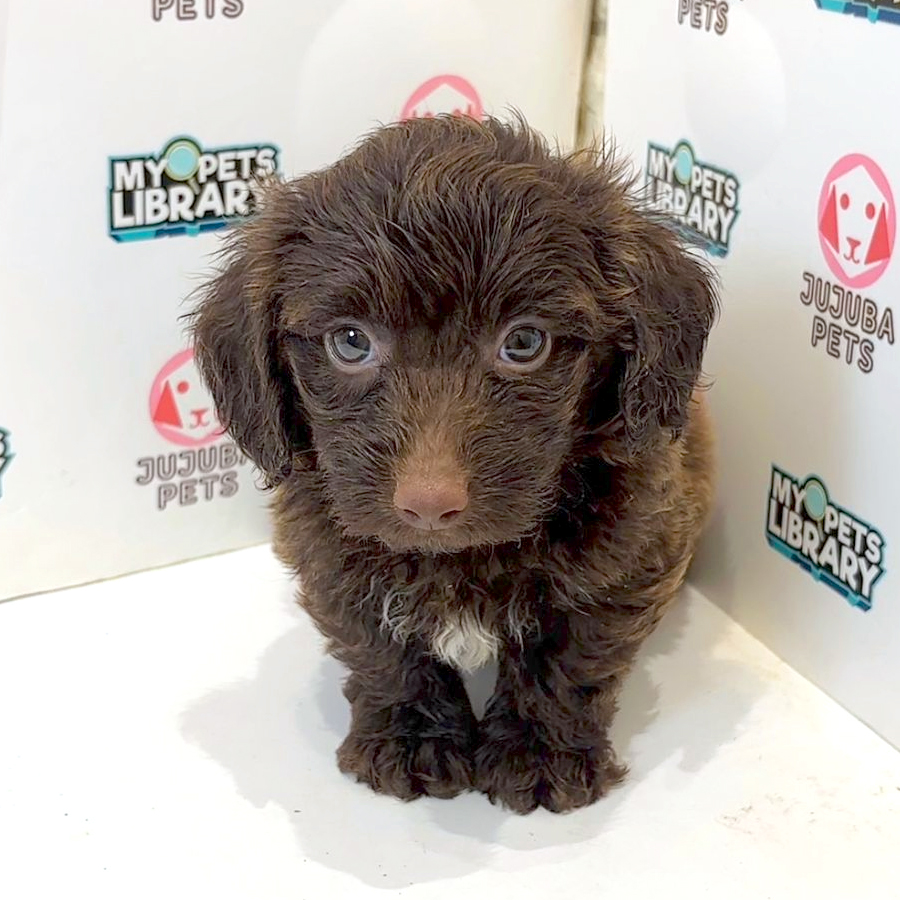Maltipoo Puppy