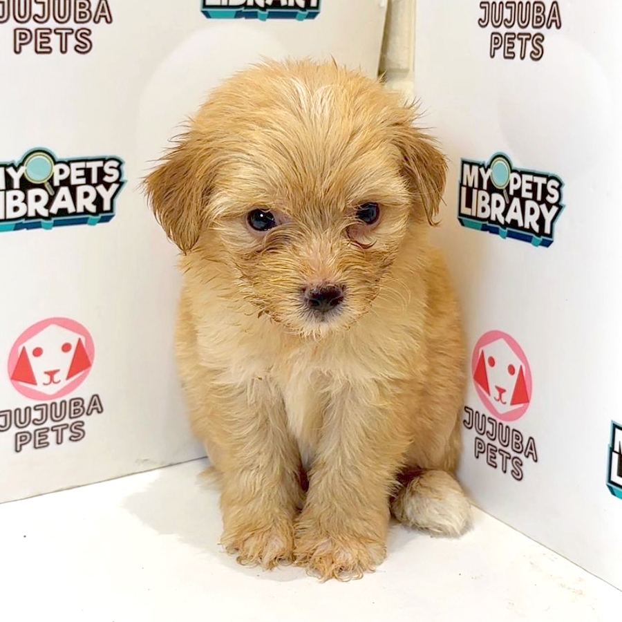 Maltipoo Puppy