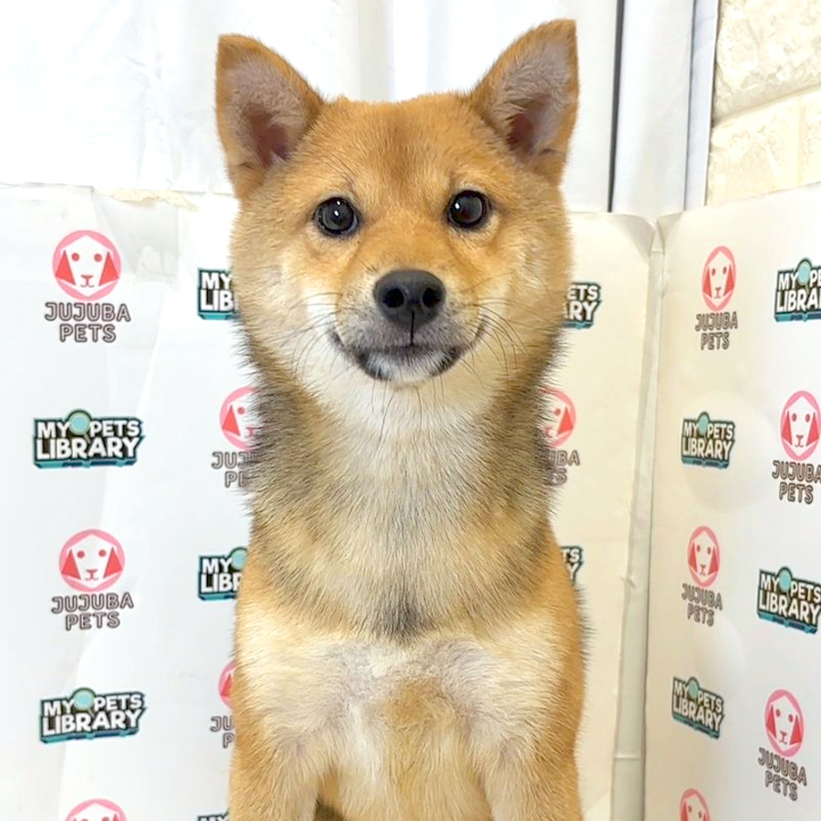 Mame Shiba Inu Puppy