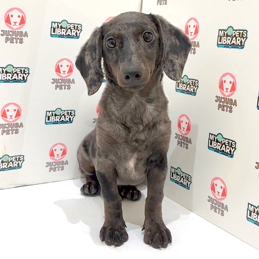 Dachshund Puppy