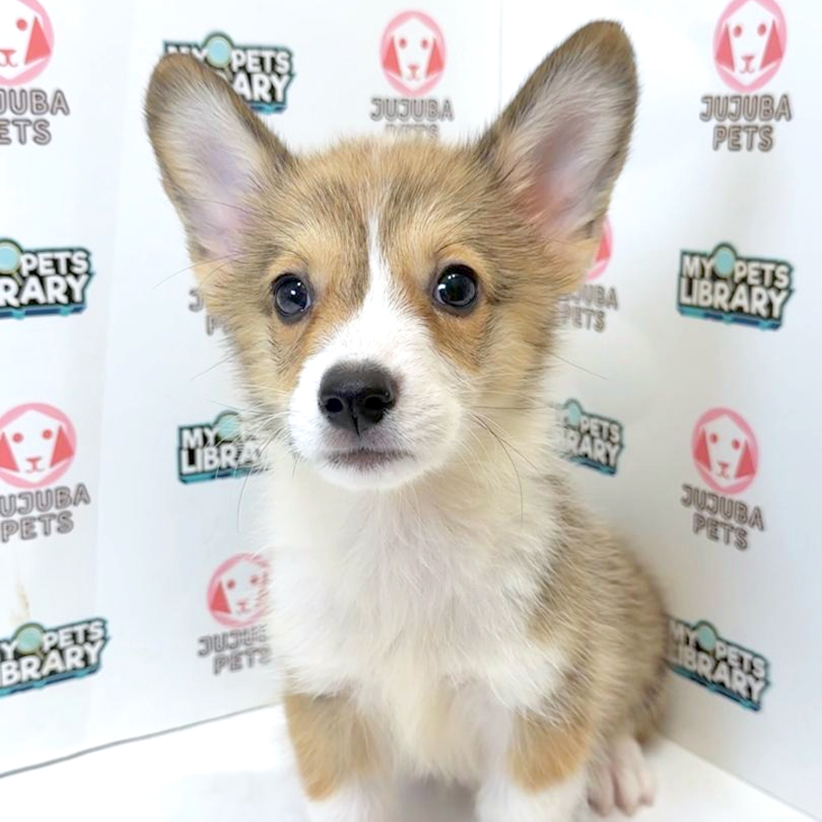 Welsh Corgi Puppy