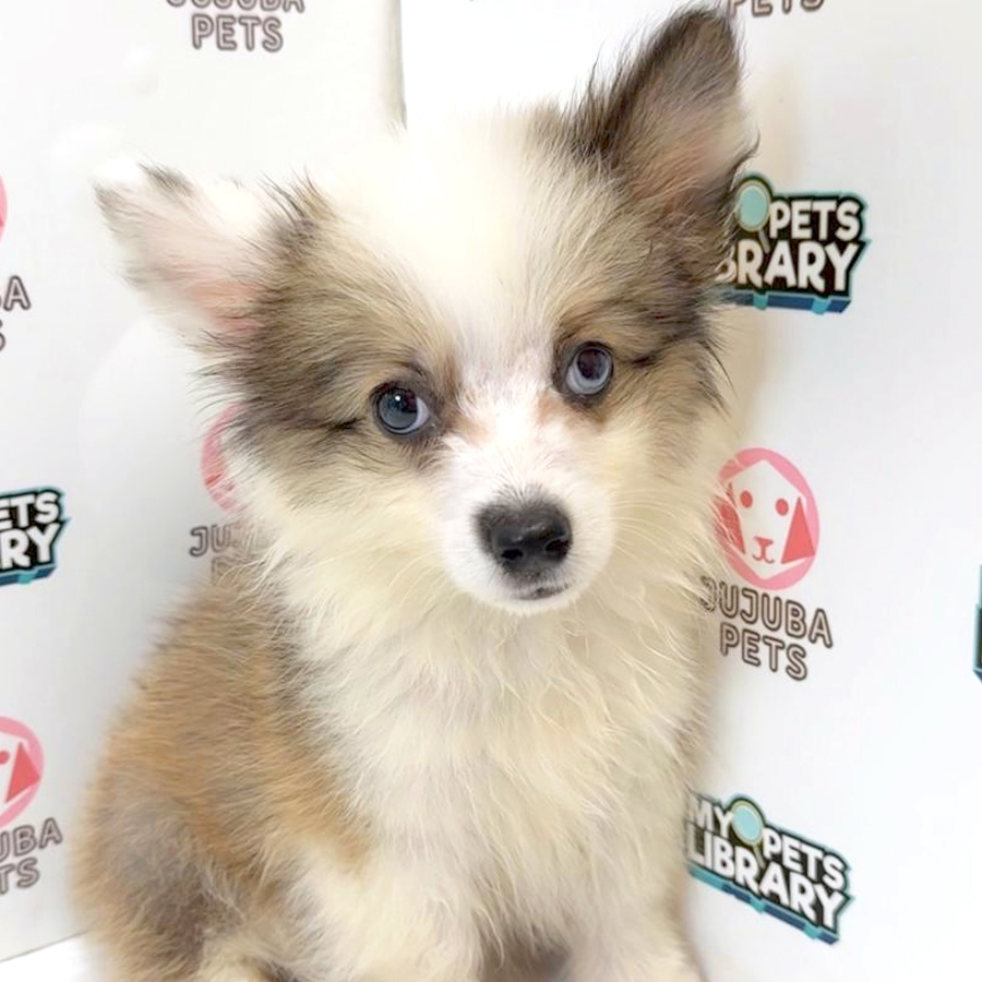 Welsh Corgi Puppy