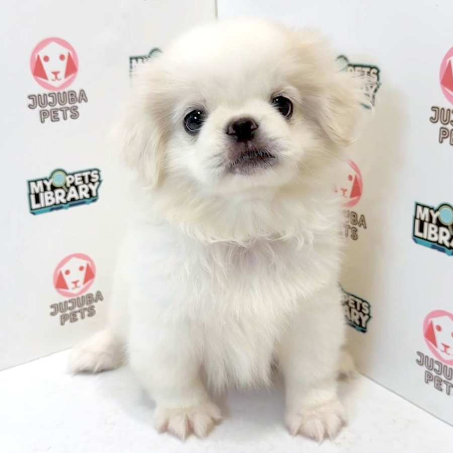 Pekingese Puppy