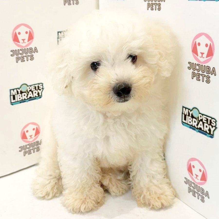 Bichon Frise Puppy