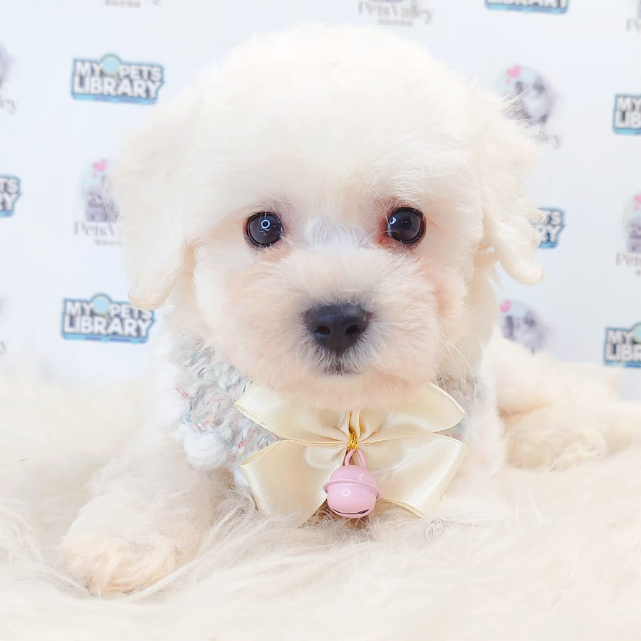 Bichon Frise Puppy