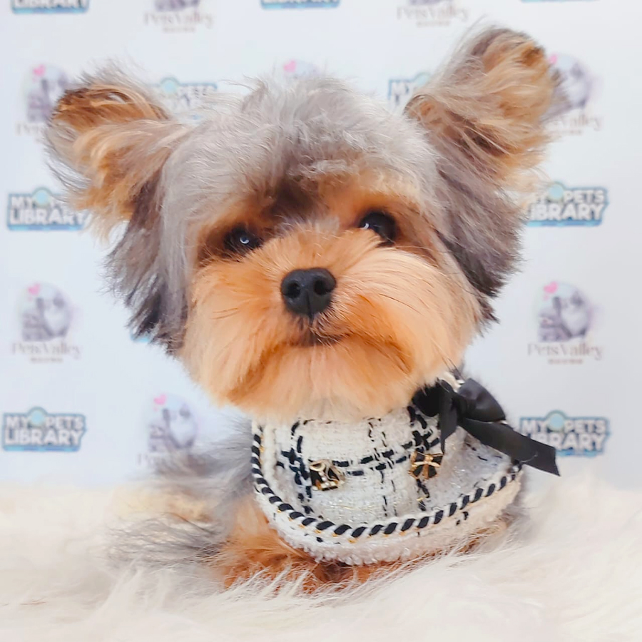 Yorkshire Terrier Puppy