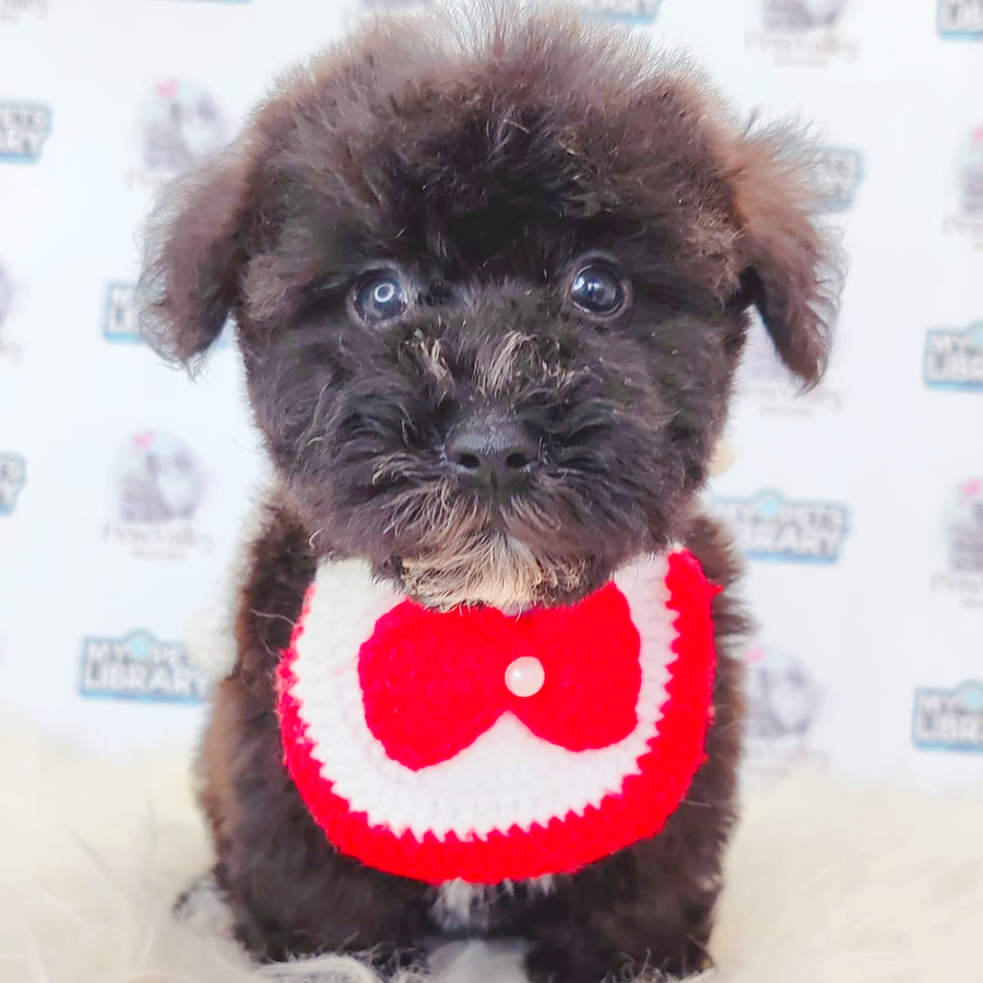 Toy Poodle Puppy